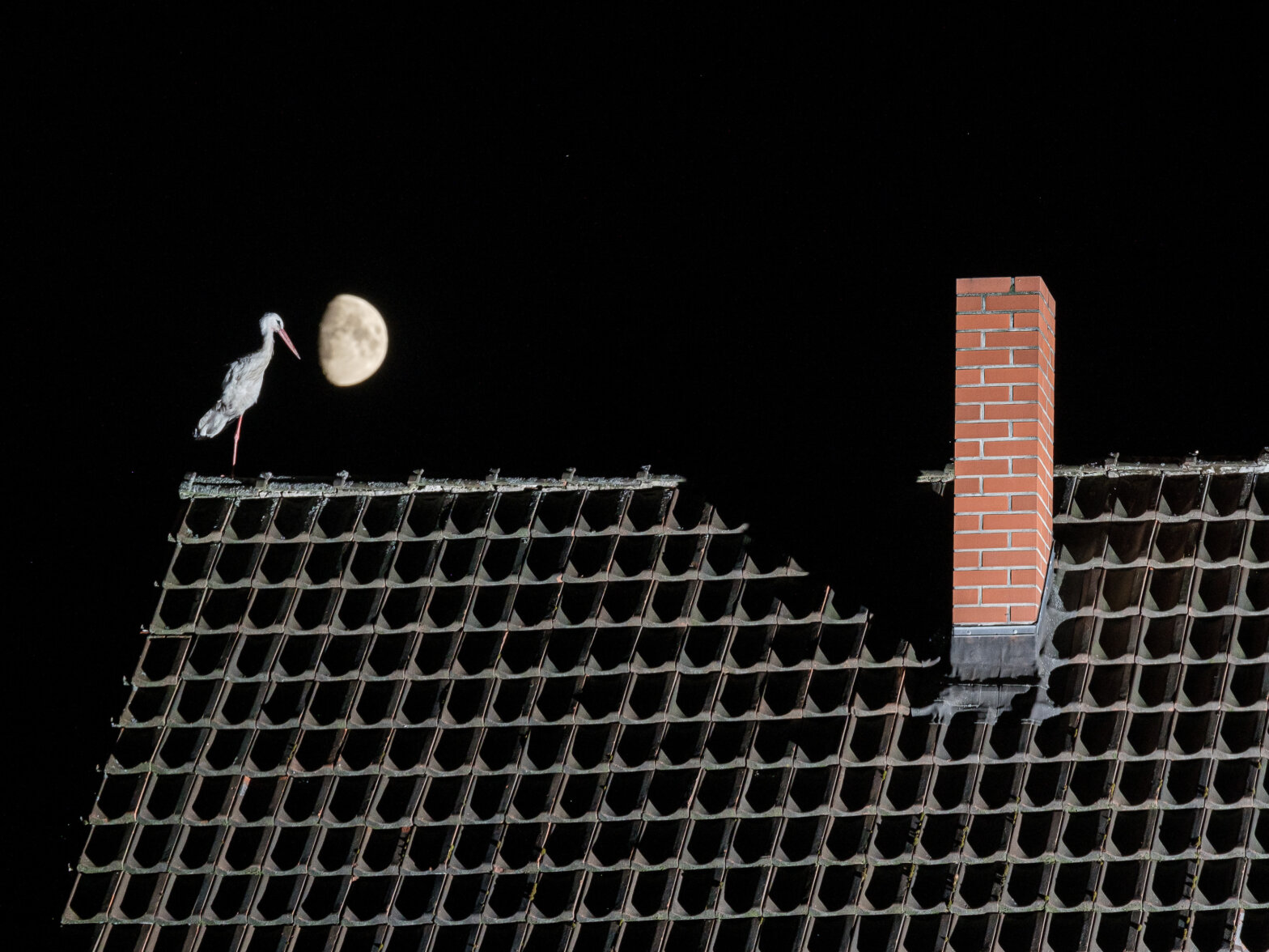 Storch. Dach. Mond.